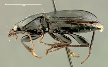 Media type: image;   Entomology 33045 Aspect: habitus lateral view